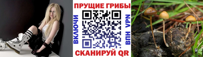 Купить  Кропоткин  Псилоцибиновые грибы мухоморы 